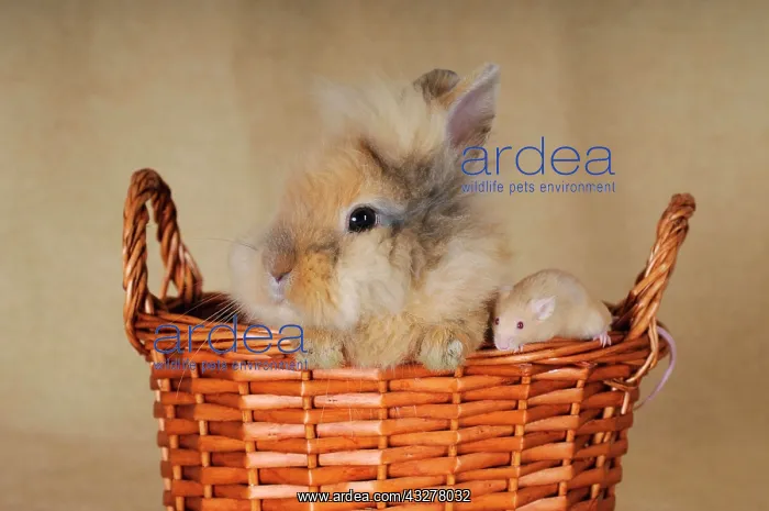 : Brown-spotted dwarf rabbit and a brown mouse in : Brown-spotted dwarf rabbit and a brown mouse in