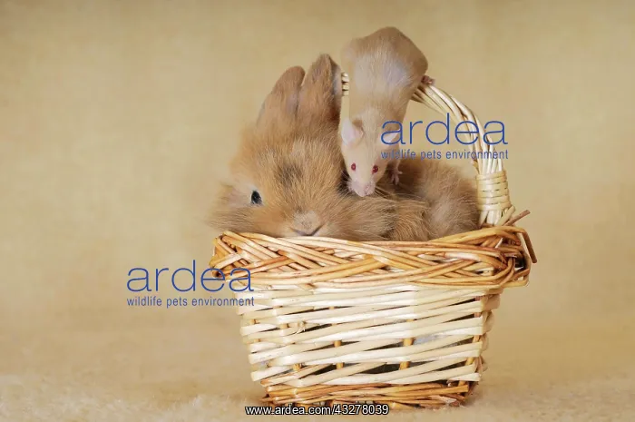 : Brown-spotted dwarf rabbit and a brown mouse in : Brown-spotted dwarf rabbit and a brown mouse in