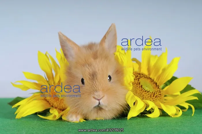 : Brown-spotted dwarf rabbit lying next to sunflowers : Brown-spotted dwarf rabbit lying next to sunflowers