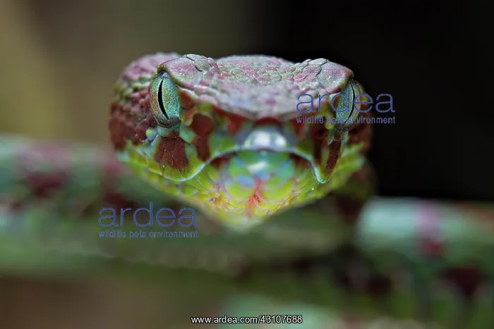: Brown-spotted pit viper (Trimeresurus venustus) : Brown-spotted pit viper (Trimeresurus venustus)