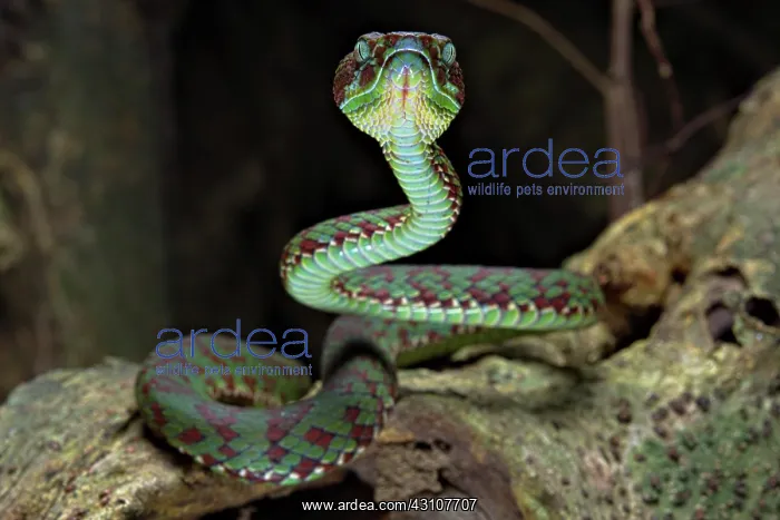 : Brown-spotted pit viper (Trimeresurus venustus) : Brown-spotted pit viper (Trimeresurus venustus)