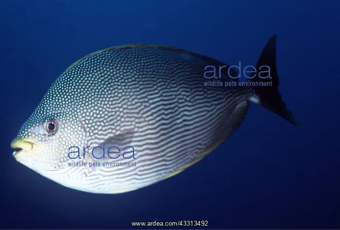: Brown Spotted Rabbit Fish : Brown Spotted Rabbit Fish