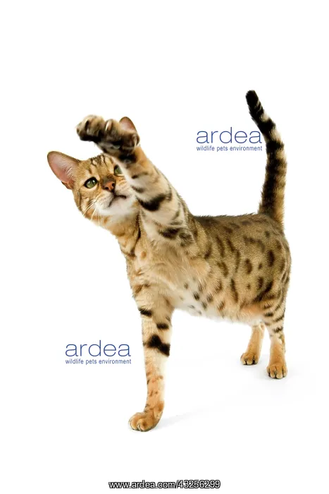 : BROWN SPOTTED TABBY BENGAL DOMESTIC CAT, ADULT HOLDING : BROWN SPOTTED TABBY BENGAL DOMESTIC CAT, ADULT HOLDING