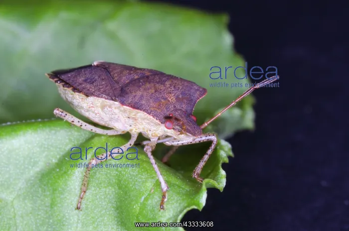 : Brown Stinkbug : Brown Stinkbug