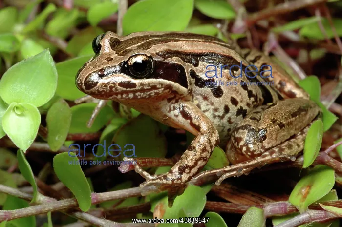 : Brown-striped Frog (Limnodynastes peroni) : Brown-striped Frog (Limnodynastes peroni)