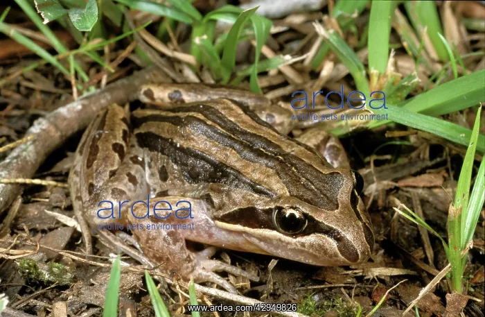 : Brown-striped / striped marsh frog : Brown-striped / striped marsh frog