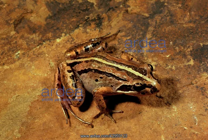: Brown-striped / Striped marsh frog : Brown-striped / Striped marsh frog