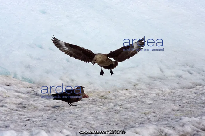 : Brown (Subantarctic) Skua. Quarreling over carcass : Brown (Subantarctic) Skua. Quarreling over carcass