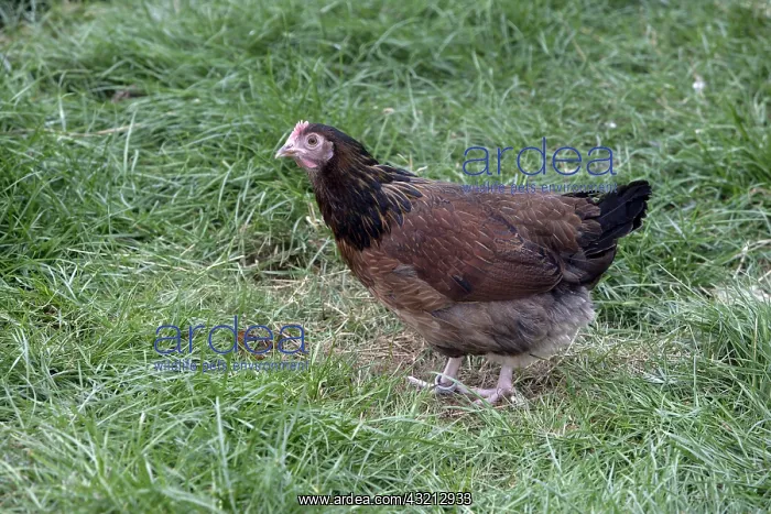 : Brown Sussex miniature hen Warwickshire : Brown Sussex miniature hen Warwickshire