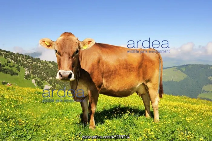 : Brown Swiss (Bos taurus) grazing on a mountain pasture : Brown Swiss (Bos taurus) grazing on a mountain pasture