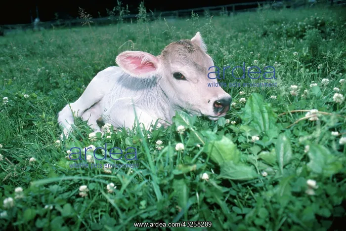 : Brown Swiss Calf : Brown Swiss Calf