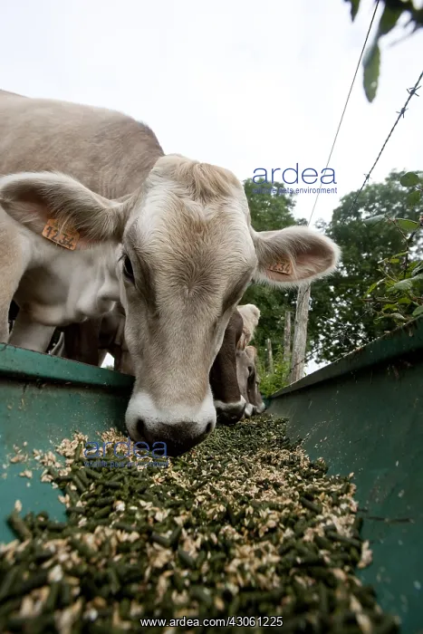 : Brown Swiss cow eating pellets in a trough France : Brown Swiss cow eating pellets in a trough France