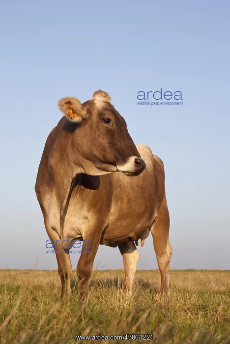 : Brown Swiss cow in a field with his head turned France : Brown Swiss cow in a field with his head turned France