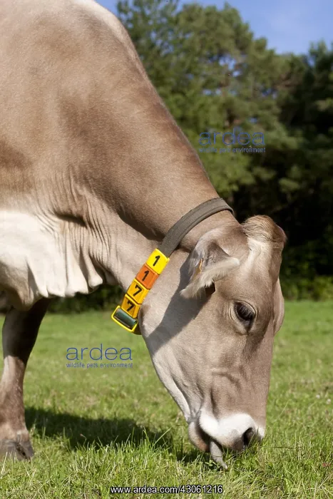  : Brown Swiss cows grazing in the Park France