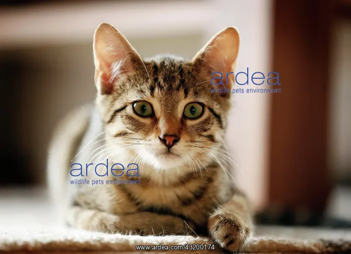 : Brown tabby cat, 4 months, lying on a sofa : Brown tabby cat, 4 months, lying on a sofa