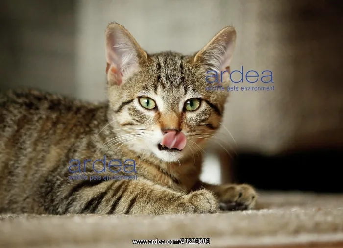 : Brown tabby cat, 4 months, lying on a sofa, licking : Brown tabby cat, 4 months, lying on a sofa, licking