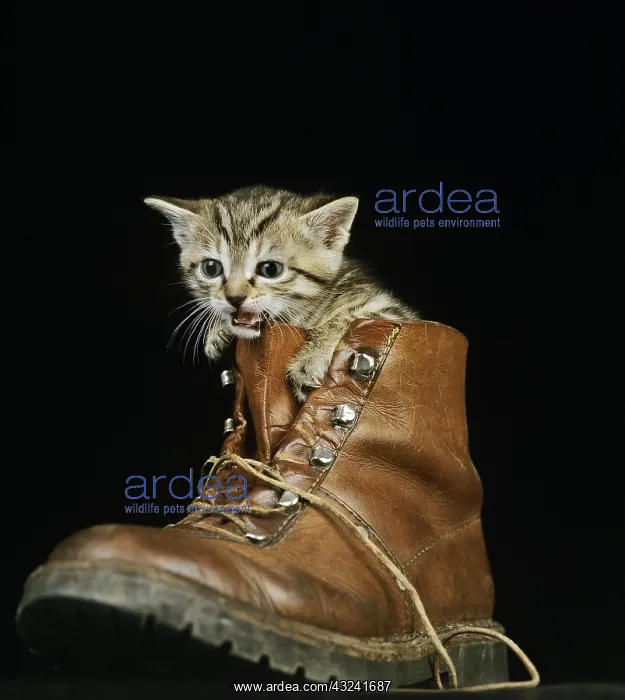 : Brown Tabby Domestic Cat, Kitten standing in Shoe : Brown Tabby Domestic Cat, Kitten standing in Shoe