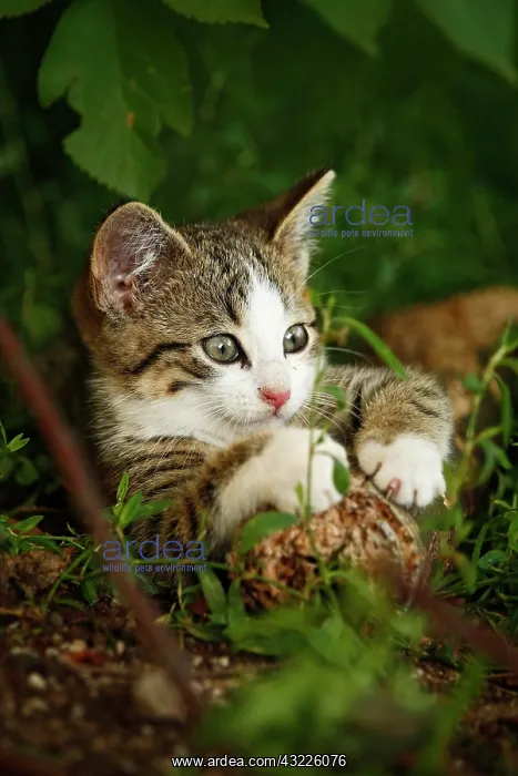 : Brown tabby kitten, about 10 weeks, semi-feral village : Brown tabby kitten, about 10 weeks, semi-feral village