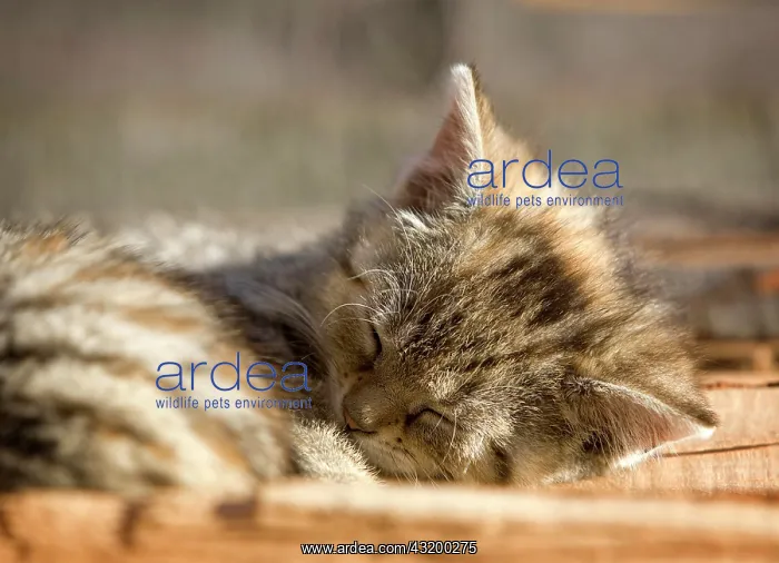 : Brown-tabby kitten, farm cat, lying on a wood pile : Brown-tabby kitten, farm cat, lying on a wood pile