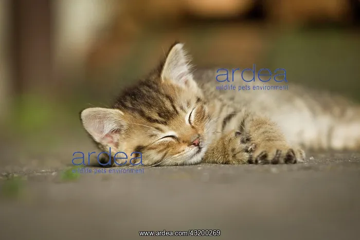  : Brown-tabby kitten, farm cat, resting in the sunshine