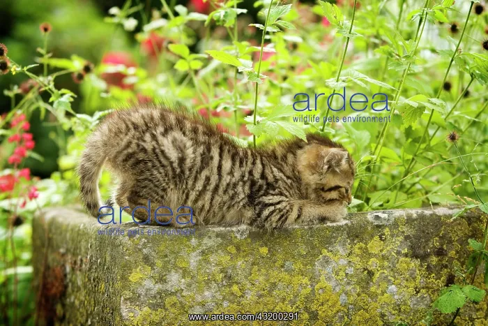 : Brown-tabby kitten, farm cat, sharpening its claws : Brown-tabby kitten, farm cat, sharpening its claws