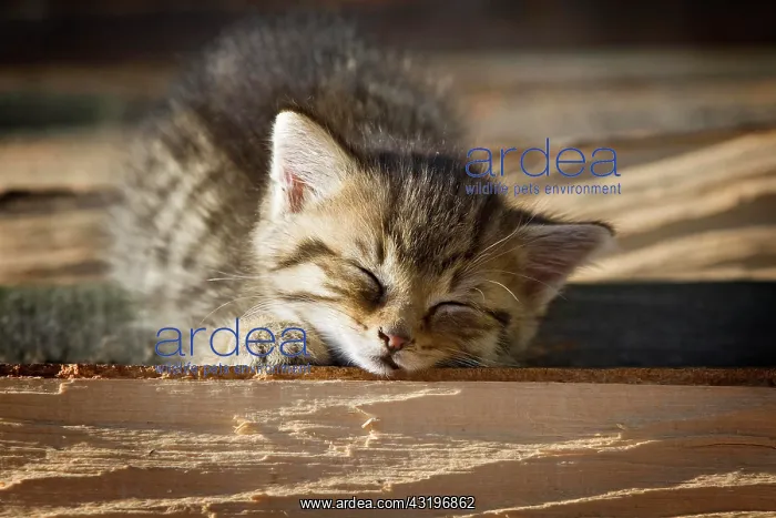  : Brown tabby kitten lying on a pile of wood in the
