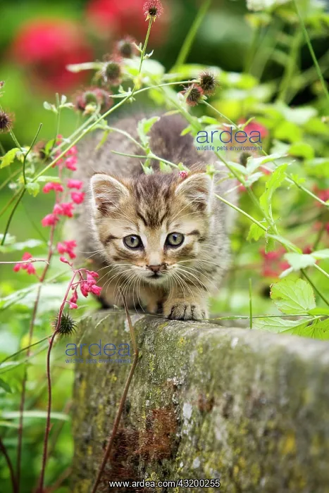 : Brown-tabby kitten sitting on the edge of a stone : Brown-tabby kitten sitting on the edge of a stone