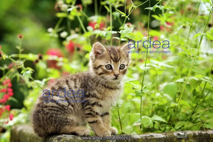 : Brown-tabby kitten sitting on the edge of a stone : Brown-tabby kitten sitting on the edge of a stone