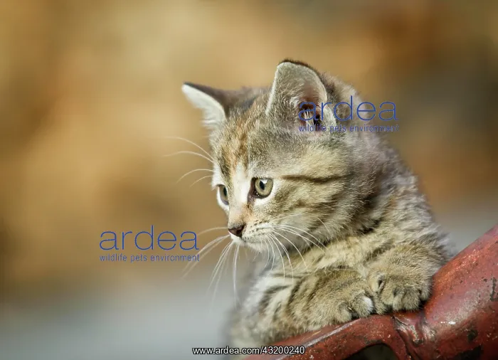 : Brown-tabby kitten supporting itself on a drawbar : Brown-tabby kitten supporting itself on a drawbar