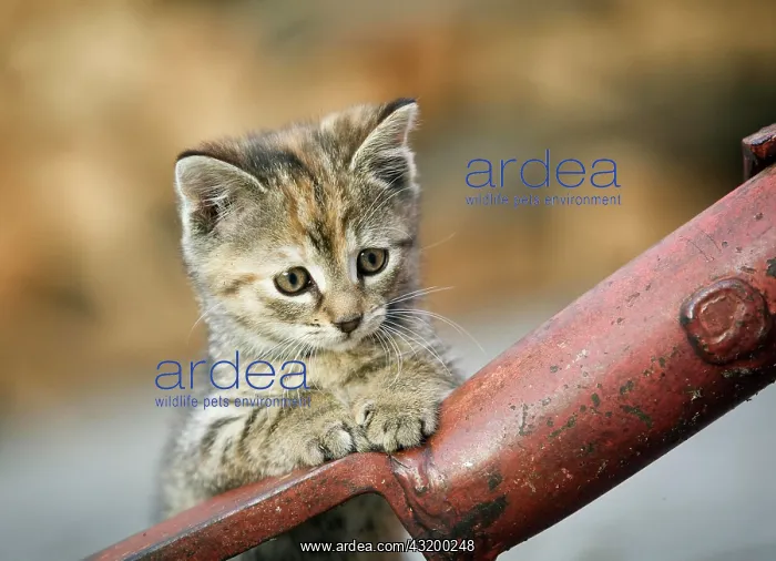 : Brown-tabby kitten supporting itself on a drawbar : Brown-tabby kitten supporting itself on a drawbar