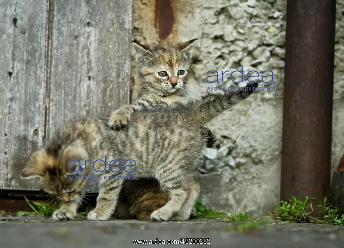 : Two brown-tabby kittens, farm cats, playing in front : Two brown-tabby kittens, farm cats, playing in front