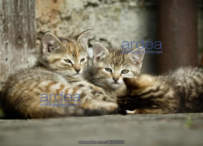 : Three brown-tabby kittens lying in front of a barn : Three brown-tabby kittens lying in front of a barn
