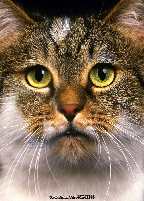 : Brown Tabby and White Domestic Cat, Portrait of Adult : Brown Tabby and White Domestic Cat, Portrait of Adult