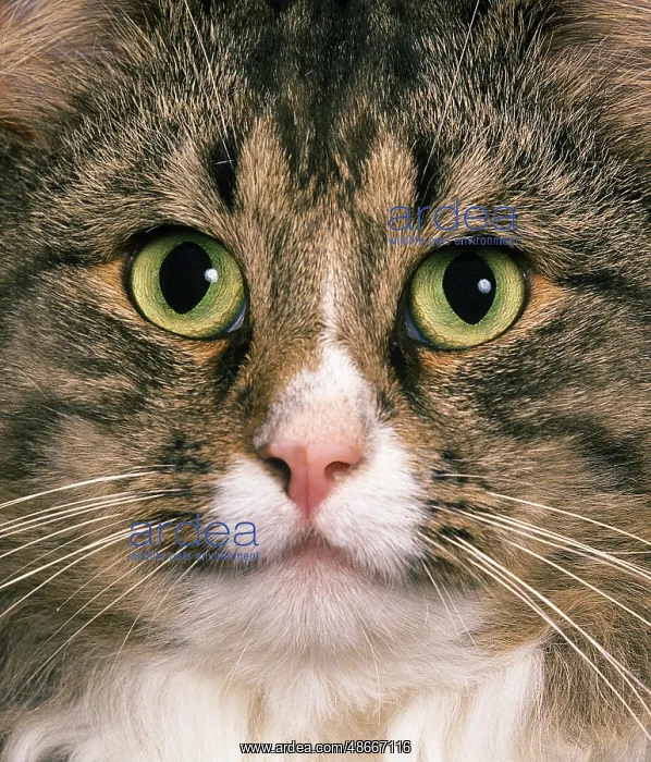 : Brown tabby and white domestic cat, portrait of an adult : Brown tabby and white domestic cat, portrait of an adult