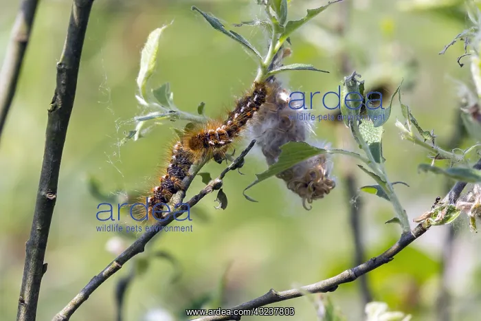 : Brown Tail Moth Caterpillar - on willow bushes : Brown Tail Moth Caterpillar - on willow bushes