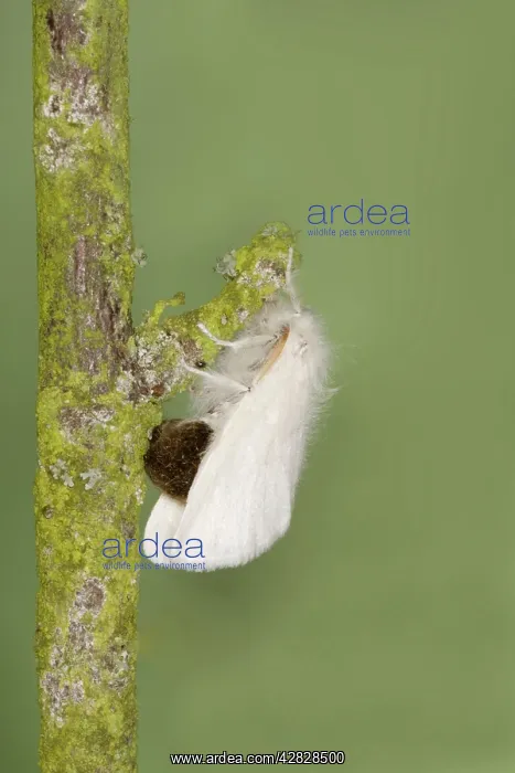 : Brown-tail Moth - female : Brown-tail Moth - female