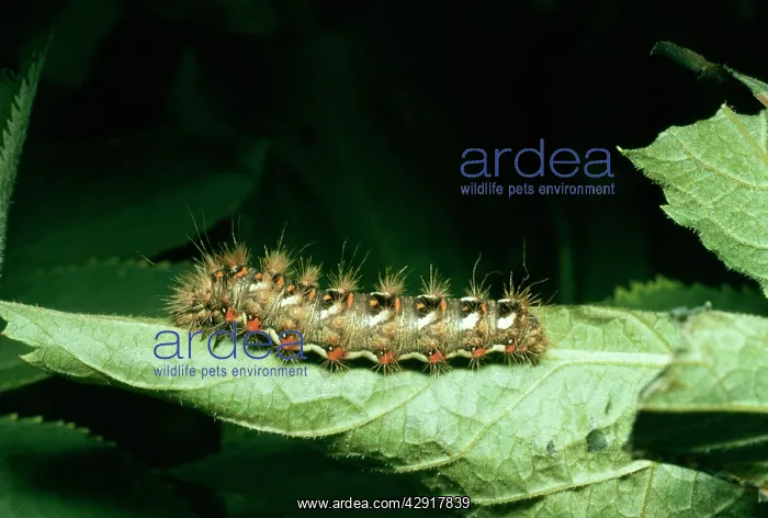 : Brown-tail MOTH - larvae / caterpillar : Brown-tail MOTH - larvae / caterpillar