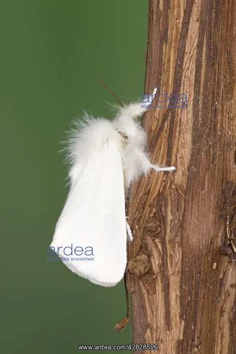 : Brown-tail Moth - male : Brown-tail Moth - male