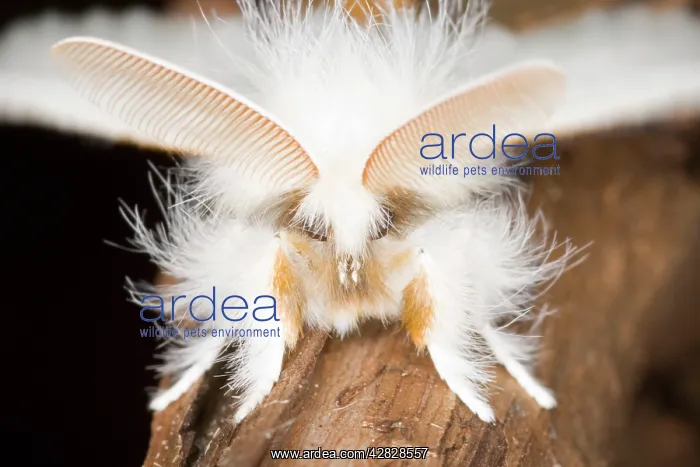 : Brown-tail Moth - male : Brown-tail Moth - male
