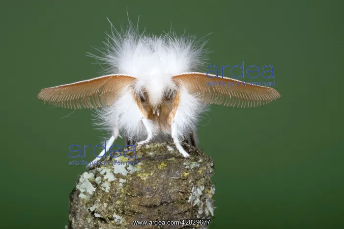 : Brown-tail Moth - male showing antennae : Brown-tail Moth - male showing antennae