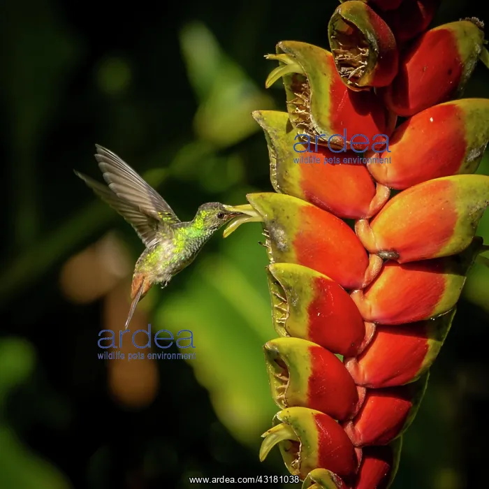 : Brown-tailed amazillia (Amazillia tzacatl) approaching : Brown-tailed amazillia (Amazillia tzacatl) approaching