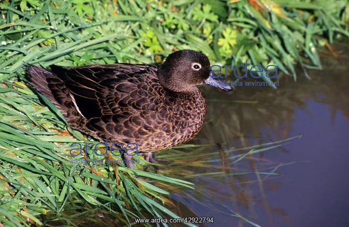 : Brown Teal Duck : Brown Teal Duck