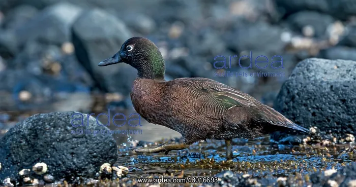  : Brown Teal walking on rocky beach