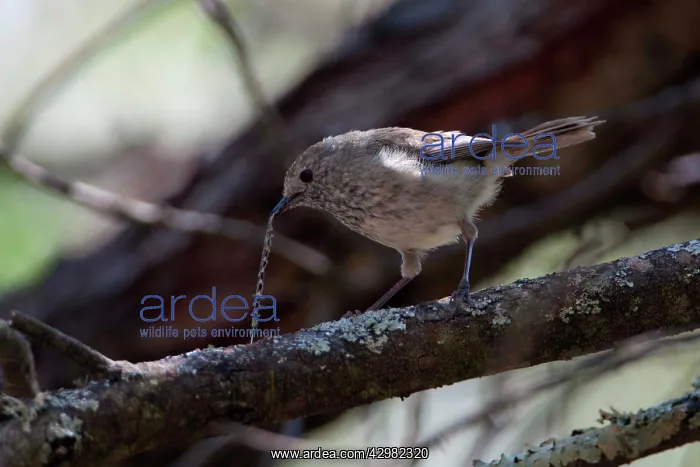 : Brown Thornbill : Brown Thornbill