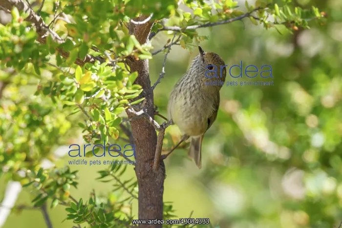 : Brown Thornbill : Brown Thornbill