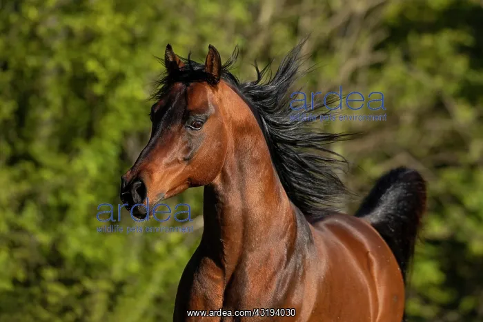 : Brown thoroughbred Arabian stallion on the pasture : Brown thoroughbred Arabian stallion on the pasture