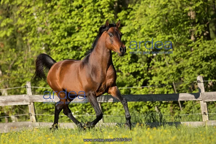 : Brown thoroughbred Arabian stallion on the pasture : Brown thoroughbred Arabian stallion on the pasture