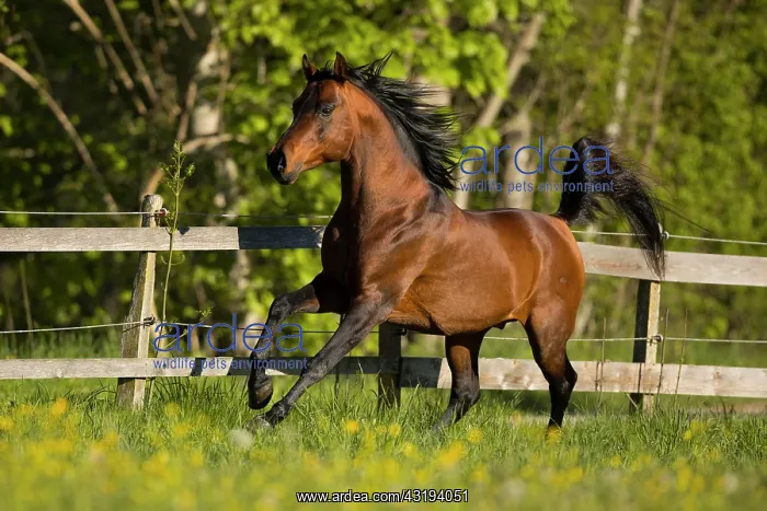 : Brown thoroughbred Arabian stallion on the pasture : Brown thoroughbred Arabian stallion on the pasture