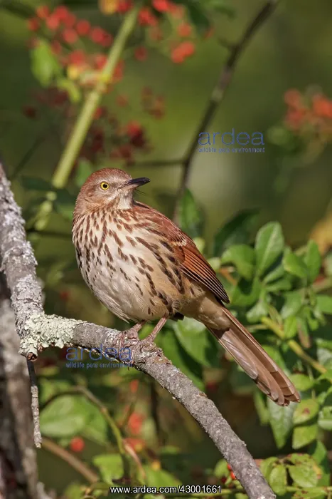 : Brown Thrasher : Brown Thrasher