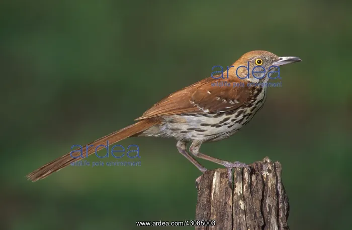 : Brown Thrasher : Brown Thrasher